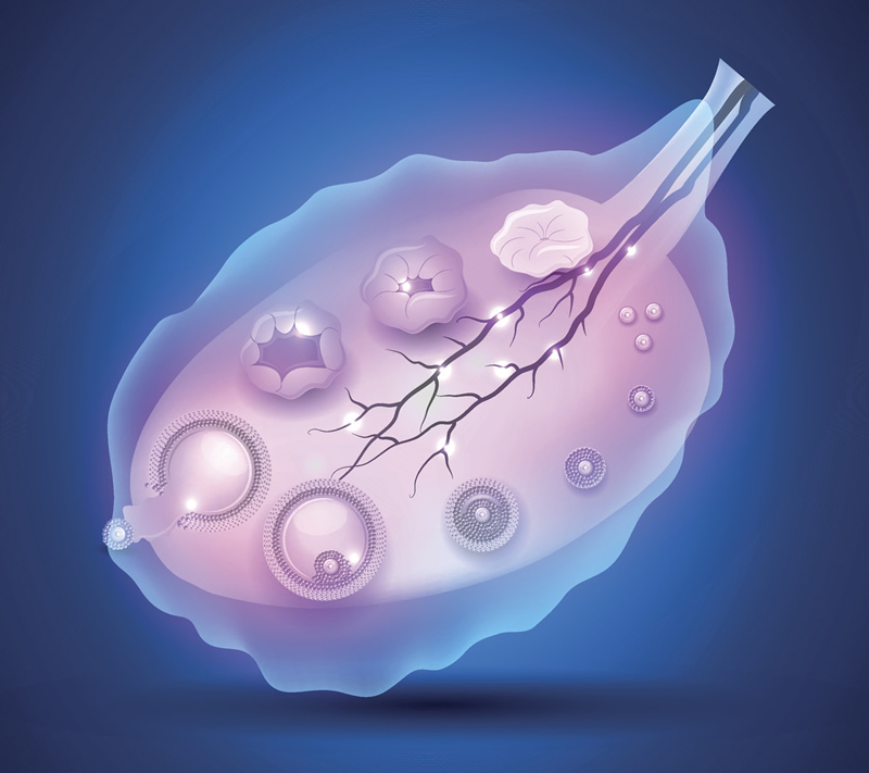 2026年河北做试管婴儿费用明细公布，附降低试管婴儿费用的方法
